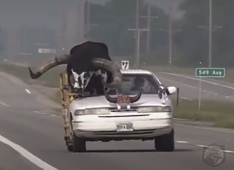 WATCH: Cut The Bull, Seriously, Nebraska Police Pull Over Driver With A Bull In the Front Seat